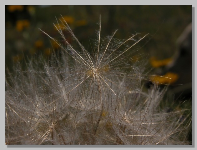 Tragopogon porrifolius / Barba di becco violetta